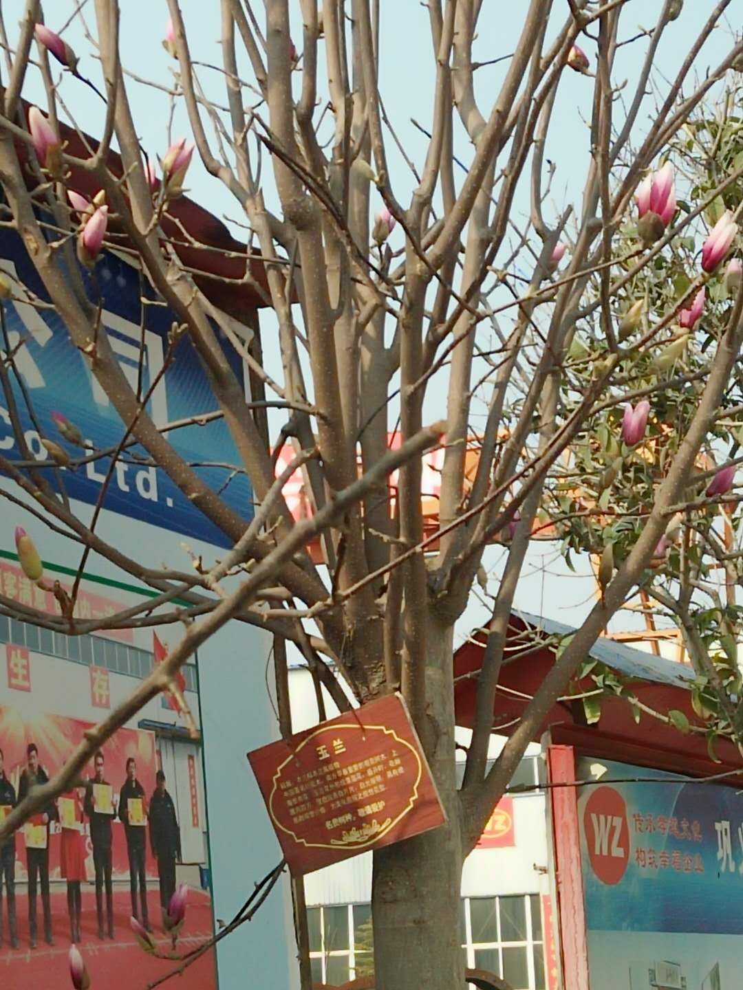 偉志模板春季花開(kāi)了歡迎大家到偉志來(lái)