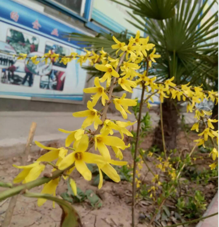 偉志模板春季花開(kāi)了歡迎大家到偉志來(lái)