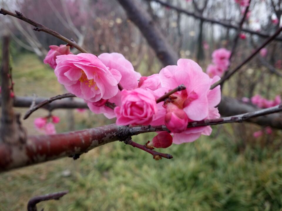 偉志模板春季花開(kāi)了歡迎大家到偉志來(lái)